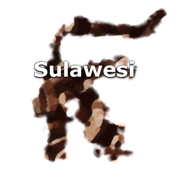 Sulawesi Toraja 16 oz